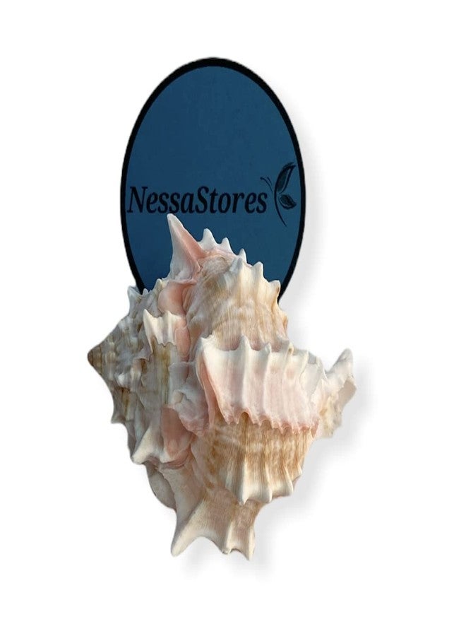 NessaStores - صدفة سرطان البحر الناسك الوردي من نوع Murex Phyllonotus erythrostomu، مقاس 3 بوصات - 3 1/2 بوصة #JC-040 (12 قطعة) - Image 1